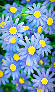 100pcs Yellow Daisy Bonsai Seeds Plants Daisy Flower Seeds Bellis perennis chrysanthemum flowers indoor potted plant DIY home garden