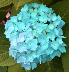 10PCS blue Hydrangea Flower Bonsai flower Fort Viburnum Hydrangea Flower Seeds Macrophylla Potted Plants For Home Garden Planting Flowers