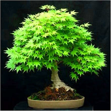 Load image into Gallery viewer, 20 Pcs Maple Bonsai Plants Red Maple Tree Seeds Very Beautiful Outdoor Tree Home Garden Decoration Potted Plants
