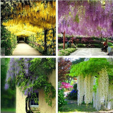 Load image into Gallery viewer, beautiful Wisteria flower seeds Bonsai Tree Plants perennial indoor flowering potted plant seeds for home garden
