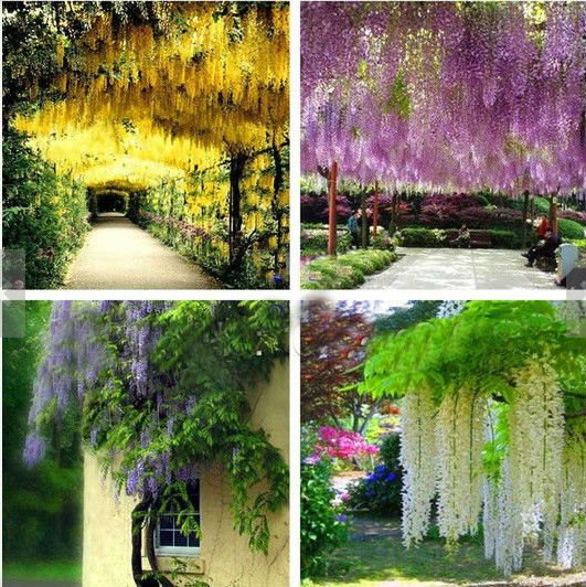 beautiful Wisteria flower seeds Bonsai Tree Plants perennial indoor flowering potted plant seeds for home garden