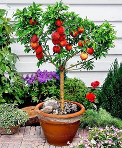 2pcs Honey peach Seeds Fruit bonsai Prunus persica perennial dwarf meltingfleshed peach tree Delicious fruit bonsai for home garden plants