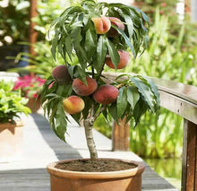 Load image into Gallery viewer, 2pcs Honey peach Seeds Fruit bonsai Prunus persica perennial dwarf meltingfleshed peach tree Delicious fruit bonsai for home garden plants
