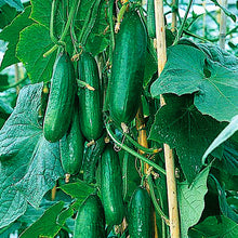 Load image into Gallery viewer, 100pcs cucumber seeds japanese mini cucumber vegetable seeds plants for home vegetables for home&amp;garden plants planting
