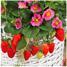 Load image into Gallery viewer, 300Pcs Common Strawberry Bonsai Fragaria ananassa Milk strawberry Fruit Seeds bonsai potted plants indoor perennial fruit bonsai plant
