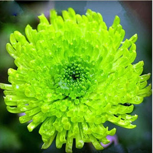 100pcs Multiple colour chrysanthemum seeds bonsai chrysanthemum flower seeds bonsai perennial indoor flowering home garden potted plants