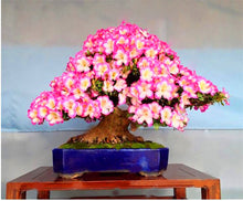 Load image into Gallery viewer, 20 Pcs/bag Rare Bonsai Azalea Flower Seeds Home Garden Plants Looks Like Sakura Japanese Cherry Blooms Flower
