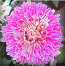 Load image into Gallery viewer, 100pcs Double Cosmos Seeds Flower plants Perennial Potted Flower Seed Plant For Home Garden Decorative flowers Plantas easy grow
