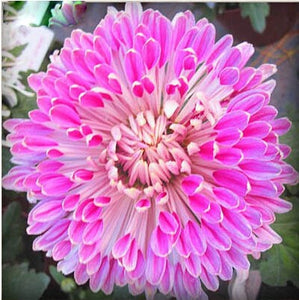 100pcs Double Cosmos Seeds Flower plants Perennial Potted Flower Seed Plant For Home Garden Decorative flowers Plantas easy grow