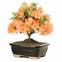 Load image into Gallery viewer, 20 Pcs/bag Rare Bonsai Azalea Flower Seeds Home Garden Plants Looks Like Sakura Japanese Cherry Blooms Flower
