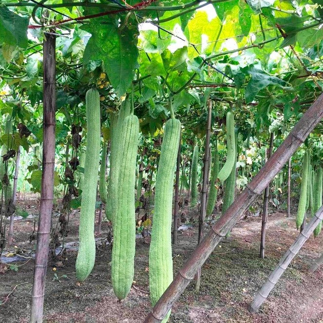 10pcs Long Loofah Seeds Vegetable Plants Luffa cylindrica Organic non-GMO healthy vegetables plantas for home garden plants planting