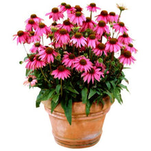 Load image into Gallery viewer, 100pcs Echinacea Seeds Bonsai Echinacea purpurea flower perennial flowering plants rare chrysanthemum for home garden bonsai plants
