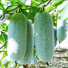 Load image into Gallery viewer, 20pcs bonsai giant winter melon seeds plants China green organic Benincasa hispida for farm wax gourd vegetable seeds for home garden
