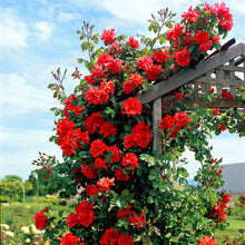 Load image into Gallery viewer, 100pcs/bag Rainbow Climbing Rose Bonsai Seeds and Rose Bonsai Rare Flowers Seeds Plants Bonsai Tree Balcony &amp; Yard Potted for home garden Plants
