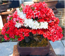 Load image into Gallery viewer, 20 Pcs/bag Rare Bonsai Azalea Flower Seeds Home Garden Plants Looks Like Sakura Japanese Cherry Blooms Flower
