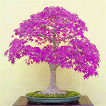 Load image into Gallery viewer, 20 Pcs Maple Bonsai Plants Red Maple Tree Seeds Very Beautiful Outdoor Tree Home Garden Decoration Potted Plants
