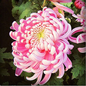 100pcs Multiple colour chrysanthemum seeds bonsai chrysanthemum flower seeds bonsai perennial indoor flowering home garden potted plants