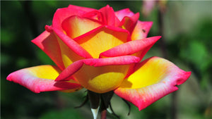 100PCS Flower Seed Holland Rose Seed Lover Gift Orange Green Rainbow Rare 24 Color To Choose DIY Home Gardening Flower