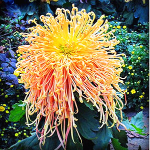 100pcs Multiple colour chrysanthemum seeds bonsai chrysanthemum flower seeds bonsai perennial indoor flowering home garden potted plants