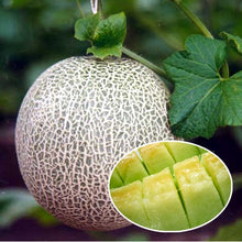 Load image into Gallery viewer, 20pcs cantaloupe fruit seeds melon Very sweet fruit  plants Bonsai seeds for mini garden plant melon
