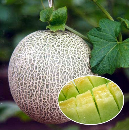 20pcs cantaloupe fruit seeds melon Very sweet fruit  plants Bonsai seeds for mini garden plant melon