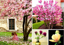 Load image into Gallery viewer, 10pcs Bonsai Magnolia Flower Seeds Beautiful Bonsai Magnolia Tree Magnolia Flowers Seeds For Home Garden potted plant planting
