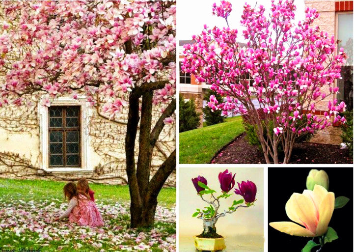 10pcs Bonsai Magnolia Flower Seeds Beautiful Bonsai Magnolia Tree Magnolia Flowers Seeds For Home Garden potted plant planting