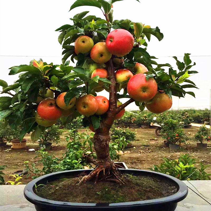 20pcs Dwarf Apple Bonsai Red Malus domestica potted Tree Delicious fruit plants for mini flower garden planting