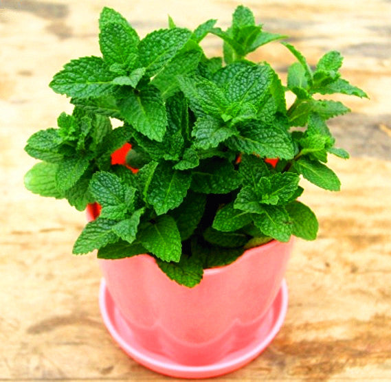 100pcs bonsai Lemon Mint Seeds Bonsai plants Potted Herb Seeds Edible Bonsai Plant Organic Garden Vegetables Bonsai Seeds