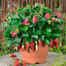 Load image into Gallery viewer, 600pcs/bag Gaint Climbing Strawberry Seeds Bonsai Perennial Organic Climbing Red Strawberry Plant For Home Garden Bonsai Plants
