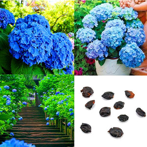 50Pcs Gaint Hydrangea Seeds Bonsai flower bonsai Seeds plants rare flower potted plant bonsai tree Semilla plantas