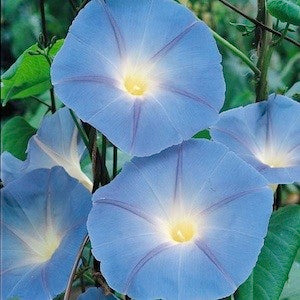 100pcs/bag Gaint Hibiscus Flower tree seeds mixed colors hibiscus bonsai seed plants perennial flowering plant home garden planting