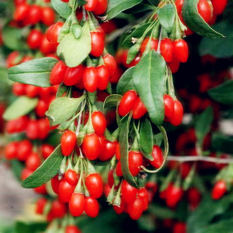 200Pcs real goji Fruit Seeds bonsai Goji Berry Wolfberry Lycium Chinense herb for home garden Health Benefit Medlar plants