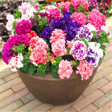 Load image into Gallery viewer, 100pcs Double Flap Petunia Seeds bonsai beautiful Petunia flower perennial indoor flowering potted plant for home garden flower plants
