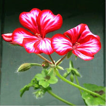 Load image into Gallery viewer, 15pcs Geranium Seeds Bonsai Pelargonium hortorum flowers bonsais Perennial beautiful indoor flowering potted plants for home garden
