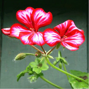 15pcs Geranium Seeds Bonsai Pelargonium hortorum flowers bonsais Perennial beautiful indoor flowering potted plants for home garden