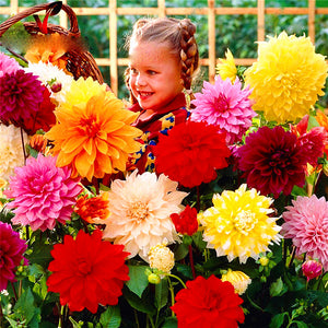 100pcs Dahlia Seeds not Bulbs Dahlia flower bonsai temperate perennial flowering plants for home garden pot plants