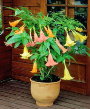 Load image into Gallery viewer, 100Pcs Datura suaveolens seeds Night-blooming flower Jessamine flowers seeds bonsai tree plants Angel&#39;s horn potted plant for garden
