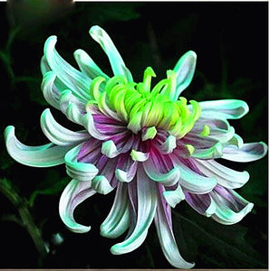 100pcs Multiple colour chrysanthemum seeds bonsai chrysanthemum flower seeds bonsai perennial indoor flowering home garden potted plants