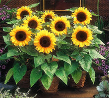 Load image into Gallery viewer, 30pcs dwarf sunflower bonsai seeds Colorful sunflower flower bonsai plants Natural growth for home garden planting easy to grow
