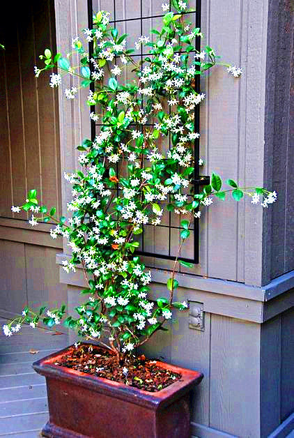 20PCS Rare Bonsai Climbing Jasmine Seeds beautiful white flowers Perennial indoor or outdoor potted plant decorated home garden plants