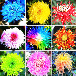 100pcs Multiple colour chrysanthemum seeds bonsai chrysanthemum flower seeds bonsai perennial indoor flowering home garden potted plants