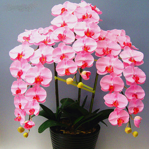 100pcs bonsai orchid seeds flower Cymbidium plants Phalaenopsis flower seeds potted plants for home garden planting rare flower plants