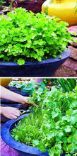 Load image into Gallery viewer, 100pcs/bag bonsai coriander seeds vegetable parsley seed Food spice for home garden pot plants planting easy to grow
