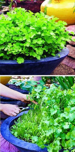 100pcs/bag bonsai coriander seeds vegetable parsley seed Food spice for home garden pot plants planting easy to grow