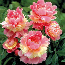 Load image into Gallery viewer, Indoor Ornamental Bonsai Chinese Peony flower Seeds plants Terrace Courtyard Garden Paeonia Suffruticosa Flower plants Seeds
