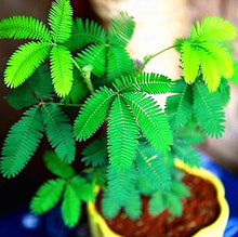 Load image into Gallery viewer, 100pcs/bag Rare Mimosa Pudica Seeds Shame Balcony Foliage Plants Potted  Sensitive Plant Fun Bashfulgrass Seeds
