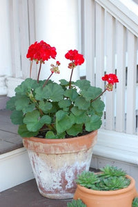 15pcs Geranium Seeds Bonsai Pelargonium hortorum flowers bonsais Perennial beautiful indoor flowering potted plants for home garden