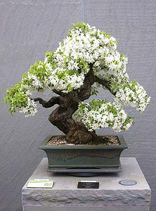 20Pcs/Bag Jasmine Flower Seeds Bonsai Beautiful Jasminum Sambac Flower Bonsai perennial indoor flowering plant For Home Garden Potted Plants