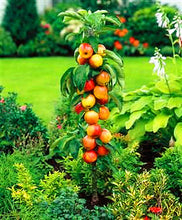 Load image into Gallery viewer, 30Pcs/Bag Apple Tree Fruit Bonsai Plant Seeds Healthy Delicious Apple Plant Home Garden Potted Planting Fruit
